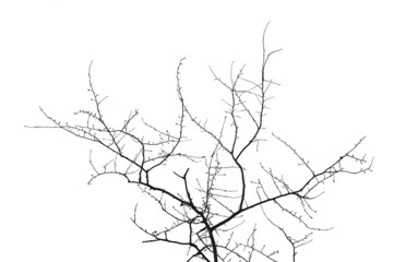 Bare tree silhouette isolated over white