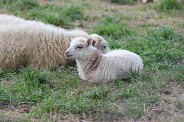 Skuddenschaf mit Lamm