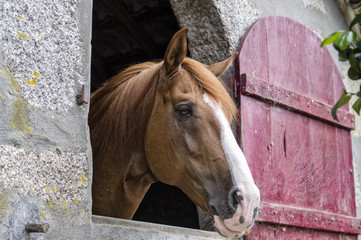 Horse