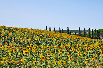 I campi di girasoli della Toscana