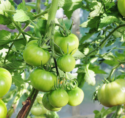 Green tomatoes on a branch in a garden