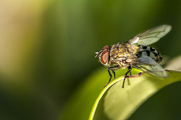 Fliege auf Pflanze grün und nah