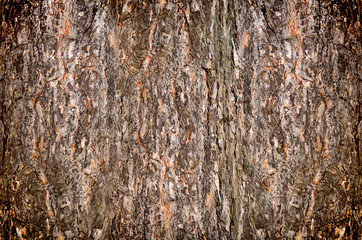 background from the bark of pine-tree