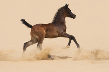 Arabian foal galloping in desert