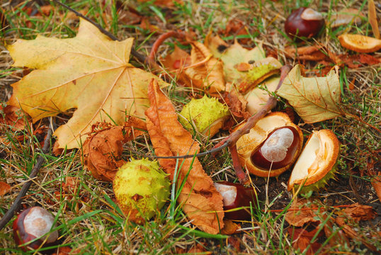 Herbst - Kastanien und Laub