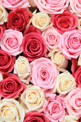 White and pink roses in arrangement