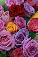 Mixed roses