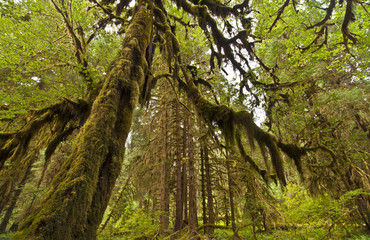 Fototapeta premium Hall Of Mosses