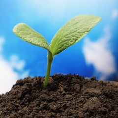 green sprout on sky background