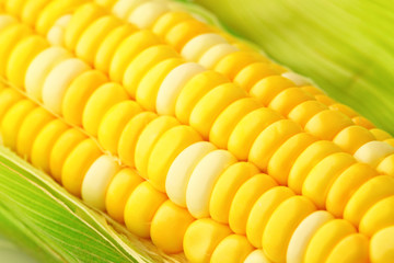 corn cob with green leaves