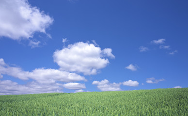 Green wheat field and blue sky