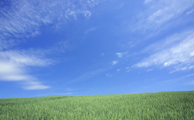Fototapeta premium Green wheat field and blue sky