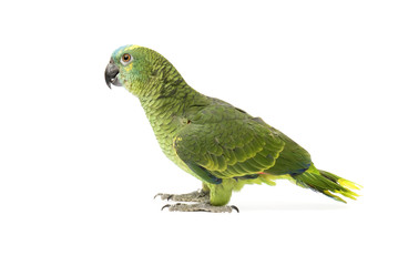 Blue fronted Amazon parrot on white background
