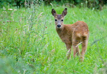 Young Roe deer
