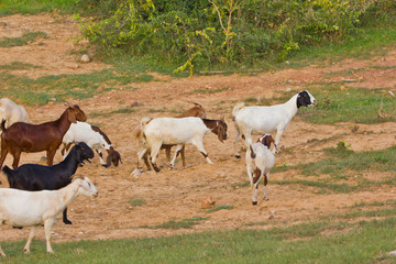 goats in the pasture