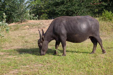 buffalo in a rice field