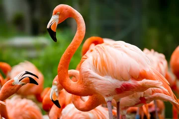 Fotobehang Flamingo Roze flamingo