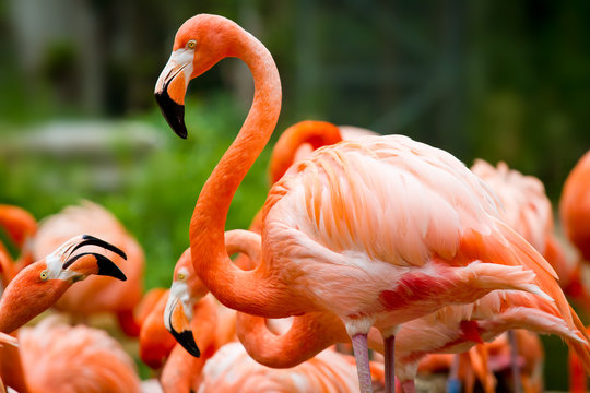 Fototapeta Pink flamingo