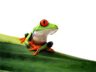 Rotaugenlaubfrosch 89, Agalychnis callidryas