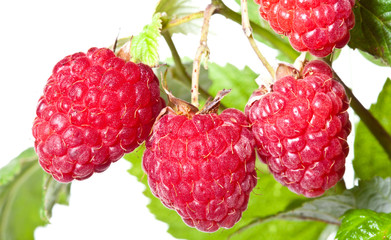 Raspberry