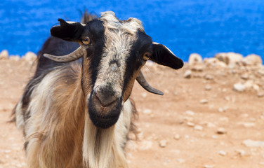 Goat staring at the camera in Greece