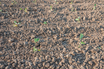 Closeup of small green cabbage plants