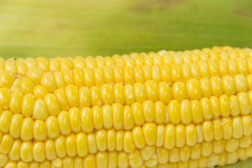 fresh ear of corn