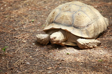 African spurred tortoise