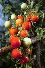 Red Cherry Tomatoes