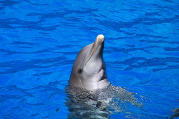 Dolphins playing in formation in the pool
