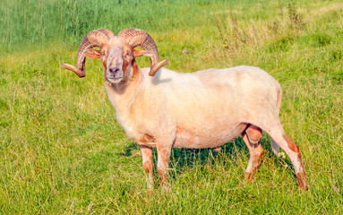 Fototapeta premium Male Mouflon sheep posing in a Dutch meadow