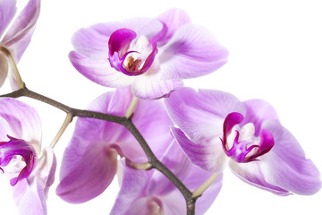 elegant orchid blossoms