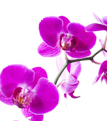 zen orchids on white background