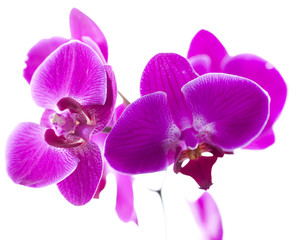 purple orchids for relaxation