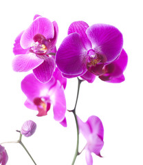 Obraz na płótnie Canvas orchid luksus