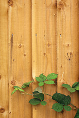Wooden fence with blackberry leaves