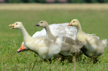 Gänse auf der Wiese