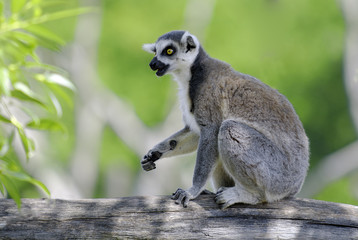 lemur
