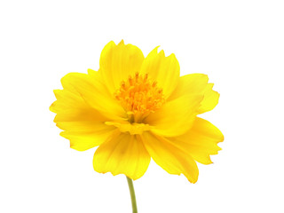 yellow cosmos flower