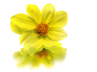 dahlia flower