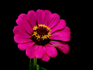 Zinnia flower