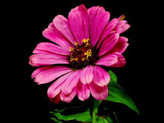 Zinnia flower