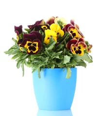 Door stickers Pansies beautiful violet pansies in flowerpot isolated on a white .