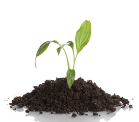 Young plant in ground isolated on white