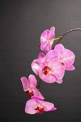 Beautiful blooming orchid on grey background