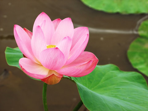 Fototapeta Lotus