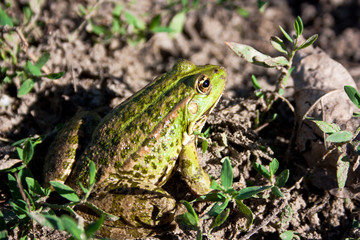 Frog in  natural environment