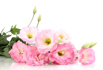 Obraz na płótnie Canvas bukiet kwiatów eustoma, odizolowane na białym