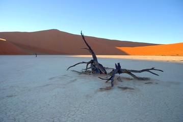 Baumreste im Dead Vlei