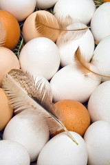 Eggs3